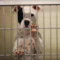 The Impact of Animal Adoption at the Castle Rock, CO Animal Shelter