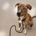 The Ultimate Guide to the Animal Shelter in Castle Rock, CO