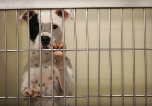 The Ultimate Guide to Staying Updated on the Animal Shelter in Castle Rock, CO